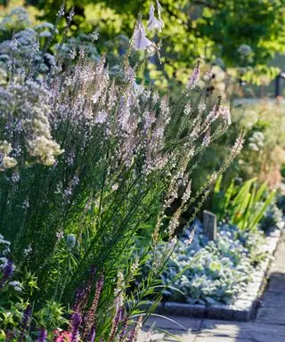 Castle Park Physic Garden, Bristol. Sommer i en sansehave.