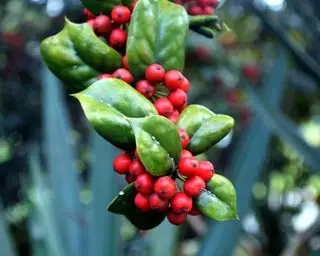 Las plantas de hoja perenne más bonitas del acebo.