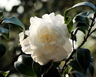 Las plantas de hoja perenne más bonitas Camelia