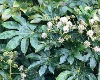 Arbusto fatsia japonica en un jardín sombreado