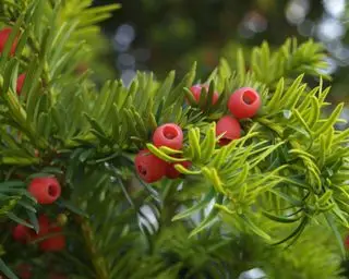 Identificación-de-árboles-británicos-inglés-tejo-2-The-Woodland-Trust