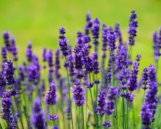 Las plantas de hoja perenne más bonitas Lavanda