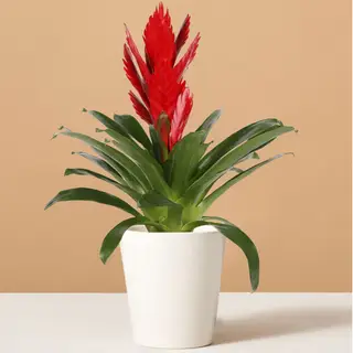As melhores plantas de interior vermelhas – 7 plantas de interior energizantes