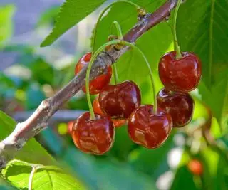 Cómo cultivar un cerezo a partir de semillas: consejos de expertos para cosechar y plantar huesos de cerezo
