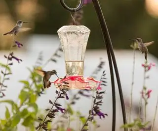 colibris autour de la mangeoire