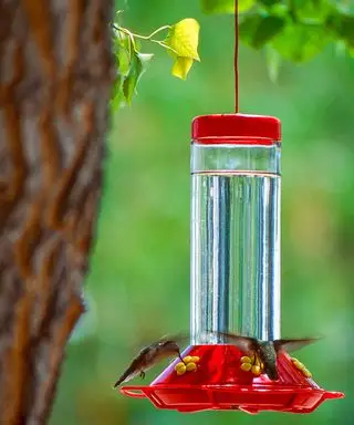 colibris autour de la mangeoire à oiseaux