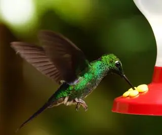 Colibri utilisant une mangeoire pour colibris