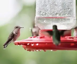 colibris sur mangeoire