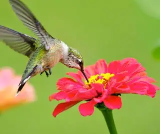Erreurs dans la mangeoire pour colibris – 5 erreurs courantes à éviter pour garantir que ces superbes oiseaux restent heureux et bien nourris