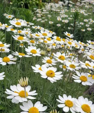 margarida como flores de Anthemis ‘Tetworth’