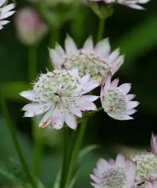 flores de astrantia
