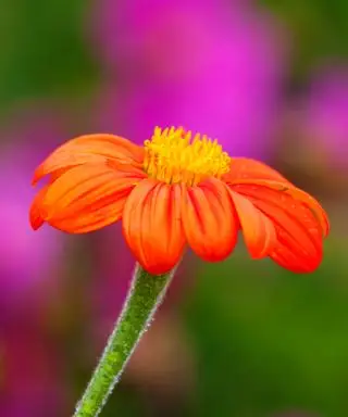 flor de Tithonia rotundiflora
