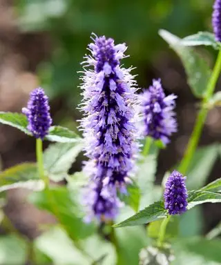 flores roxas de agastache víbora preta