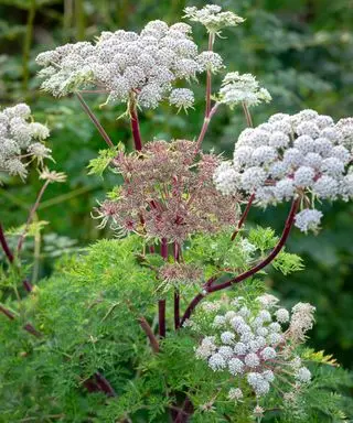 Flores de Selinum wallichianum
