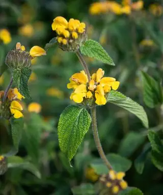 flores amarelas de sábio turco