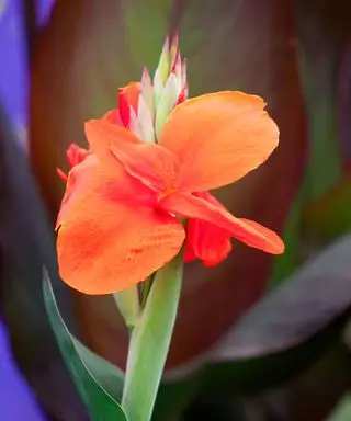 canna como uma flor do final do verão