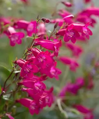 flores penstemon cereja profunda