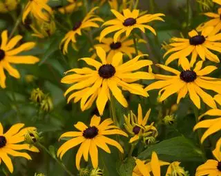 flores amarelas de rudbeckia
