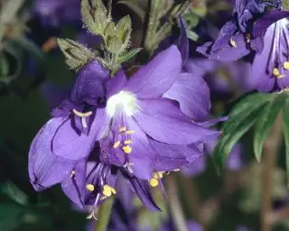 flor azul de jacó