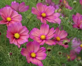 cosmos Xsenia flores