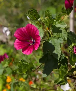 Malope trifida ‘Vulcano’