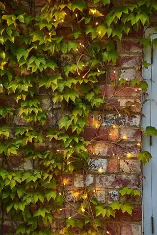 Solar-Gartenleuchten, die durch kletterndes Efeu an einer Wand gezogen werden