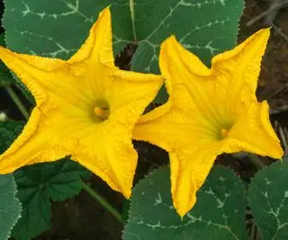 かぼちゃの花と葉