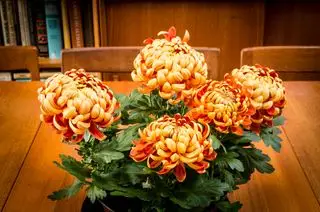 Krysantemum