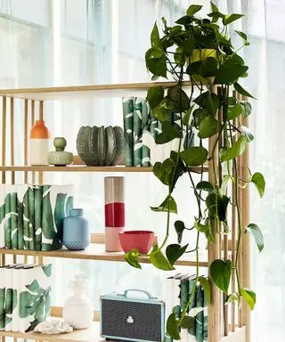 sunne planter