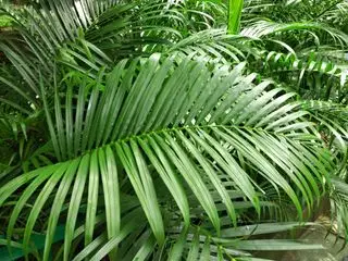 Areca palme