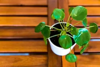 Pengeplante