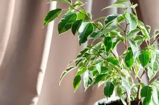 Gråtende fig