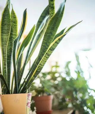 Slangeplante på soverommet