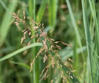 Kentucky bluegrass trávník
