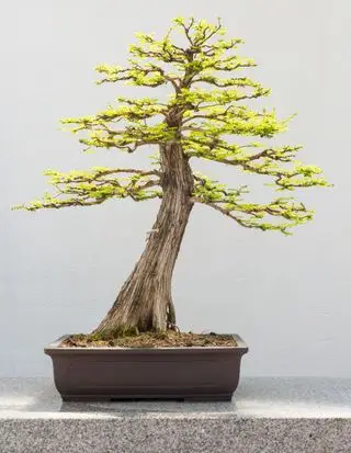 Árbol bonsái de ciprés calvo