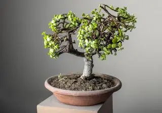 Árbol bonsái de jade