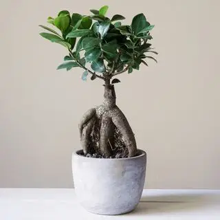 Árbol bonsái Ficus ginseng