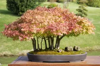 Bonsái de arce japonés en la mesa