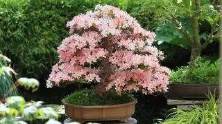 Satsuki azalea bonsai en flor