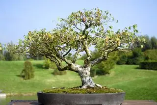 Árbol bonsái de abedul plateado