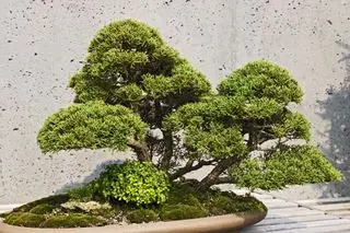 Árbol bonsái de enebro shimpaku japonés