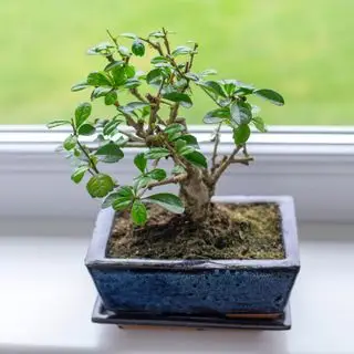 Carmona bonsai en el alféizar de la ventana