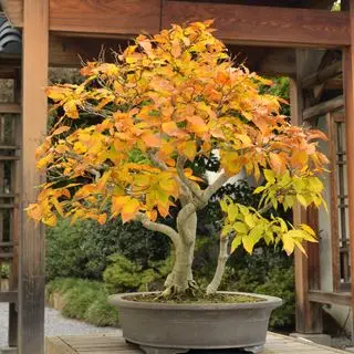 Tipos de árboles bonsái: 12 árboles bonsái que puedes cultivar en casa