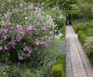Lavatera