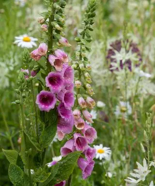 自然主義的なスタイルの植栽で育つピンクのジギタリス