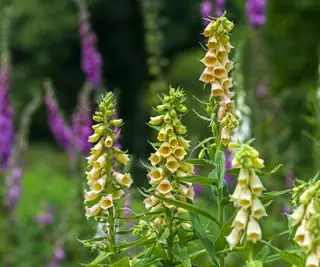 キイロジギタリス (Digitalis grandiflora)