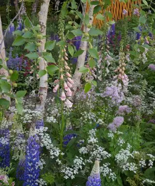 混合ボーダーに植えられたジギタリス サットンズ アプリコット