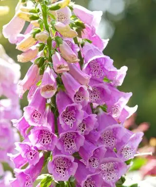 本物の二年草である D. purpurea の大きな指ぬきのような花