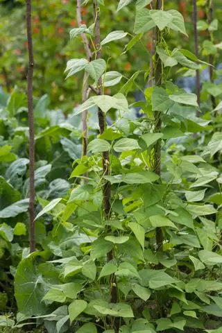 Plantas de frijol