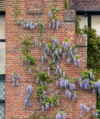 Wisteria sinensis 'Prolific' - miglior rampicante dalla fioritura